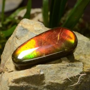 Ammolite Multicolore naturelle Fantaisie, 23.51 ct, Opaque