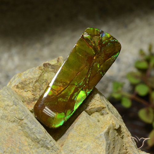 Ammolite Multicolore naturelle Fantaisie, 17.42 ct, Opaque