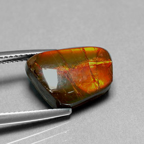 Ammolite multicolore naturelle forme fantaisie, 6,41 ct, opaque