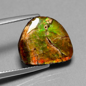 Ammolite multicolore naturelle forme fantaisie, 7,00 ct, opaque