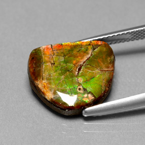 Ammolite multicolore naturelle forme fantaisie, 7,00 ct, opaque