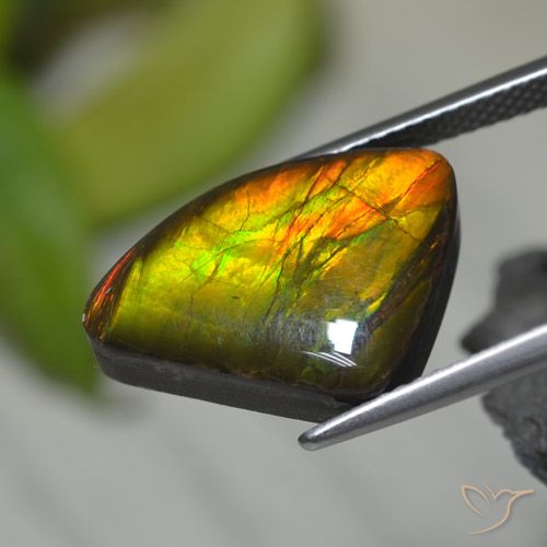 8.39ct Naturel Multicolore Ammolite, Fantaisie, Opaque