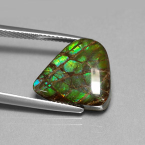Ammolite multicolore naturelle forme fantaisie, 8,69 ct, opaque