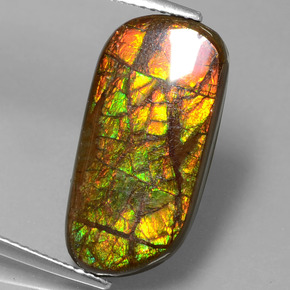 Ammolite Multicolore naturelle Forme fantaisie, 9.77 ct, Opaque