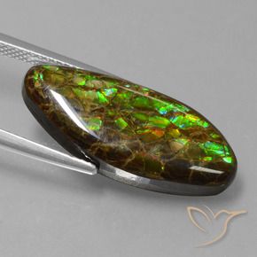Ammolite Multicolore naturelle Fantaisie, 9.86 ct, Opaque