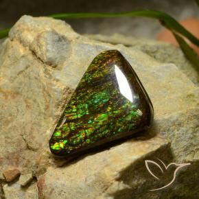 Ammolite Multicolore naturelle Trillion, 10.34 ct, Opaque
