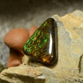 Ammolite Multicolore naturelle Trillion, 10.34 ct, Opaque