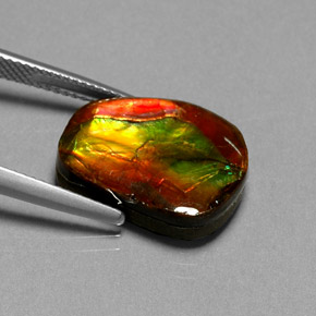 Ammolite multicolore naturelle forme fantaisie, 10,55 ct, opaque