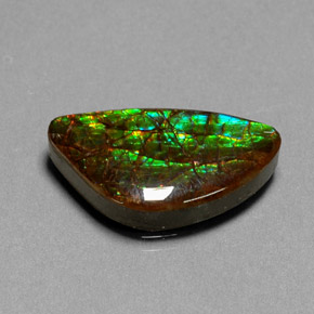Ammolite multicolore naturelle forme fantaisie, 11,25 ct, opaque