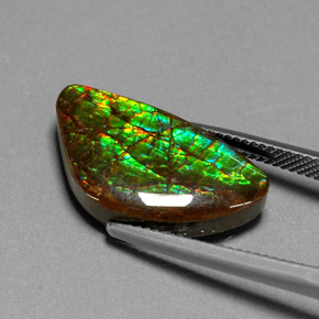 Ammolite multicolore naturelle forme fantaisie, 11,25 ct, opaque