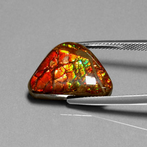 Ammolite multicolore naturelle forme fantaisie, 11,49 ct, opaque