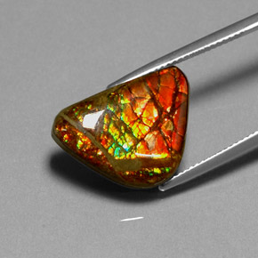 Ammolite multicolore naturelle forme fantaisie, 11,49 ct, opaque