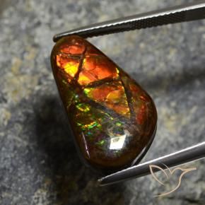 Ammolite Multicolore naturelle Fantaisie, 11.96 ct, Opaque