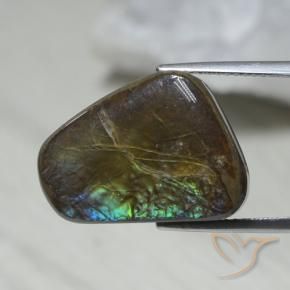 Ammolite Multicolore naturelle Fantaisie, 12.08 ct, Opaque