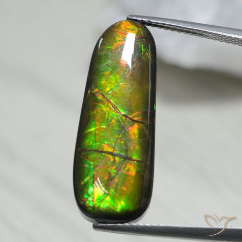 Ammolite Multicolore naturelle Fantaisie, 13.66 ct, Opaque