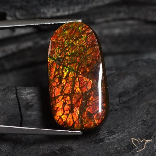 Ammolite Multicolore naturelle Fantaisie, 14.13 ct, Opaque