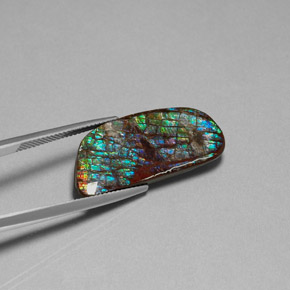 Ammolite multicolore naturelle forme fantaisie, 16,86 ct, opaque