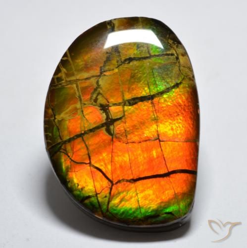 17.11ct Naturel Multicolore Ammolite, Fantaisie, Opaque