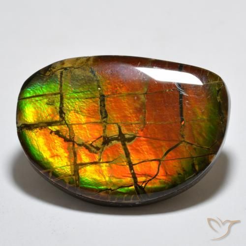 Ammolite Multicolore naturelle Fantaisie, 17.11 ct, Opaque