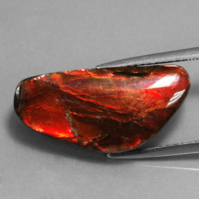 Ammolite multicolore naturelle forme fantaisie, 9,14 ct, opaque