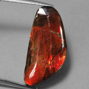 Ammolite multicolore naturelle forme fantaisie, 9,14 ct, opaque