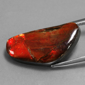 Ammolite multicolore naturelle forme fantaisie, 9,14 ct, opaque