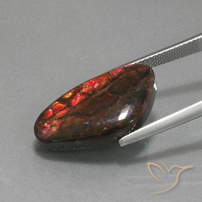 Ammolite Multicolore naturelle Fantaisie, 12.58 ct, Opaque