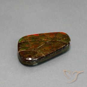 Ammolite Multicolore naturelle Fantaisie, 18.59 ct, Opaque