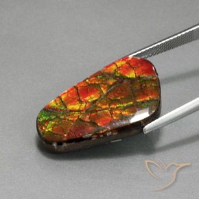 Ammolite Multicolore naturelle Fantaisie, 18.59 ct, Opaque