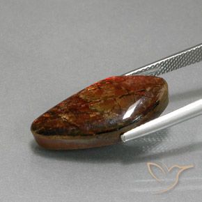 Ammolite Multicolore naturelle Fantaisie, 11.37 ct, Opaque
