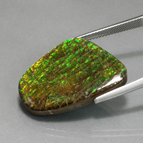 Ammolite multicolore naturelle forme fantaisie, 21,28 ct, opaque