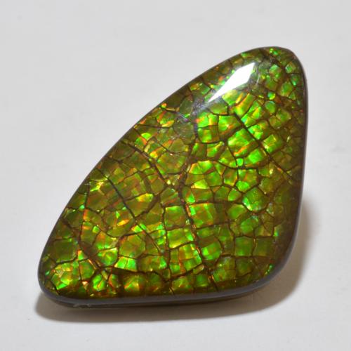 Ammolite Multicolore naturelle Trillion, 17.80 ct, Opaque