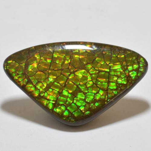 Ammolite Multicolore naturelle Trillion, 17.80 ct, Opaque
