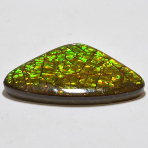 Ammolite Multicolore naturelle Trillion, 17.80 ct, Opaque