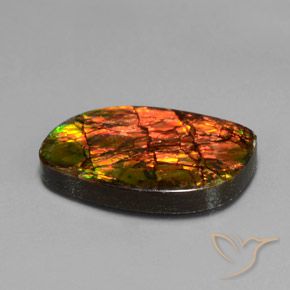 Ammolite Multicolore naturelle Fantaisie, 13.27 ct, Opaque