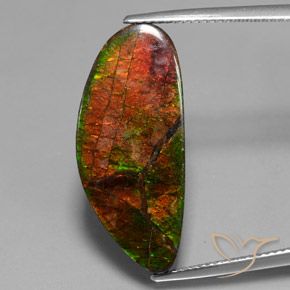 12.10ct Naturel Multicolore Ammolite, Fantaisie, Opaque