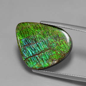 Ammolite multicolore naturelle forme fantaisie, 12,97 ct, opaque