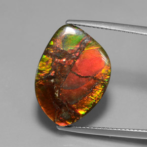 Ammolite multicolore naturelle forme fantaisie, 13,21 ct, opaque