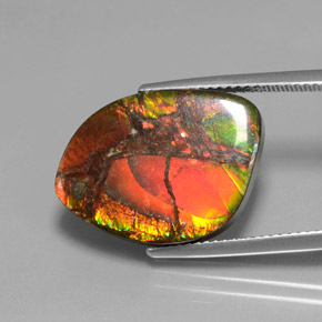 Ammolite multicolore naturelle forme fantaisie, 13,21 ct, opaque