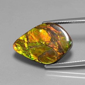 Ammolite multicolore naturelle forme fantaisie, 10,41 ct, opaque