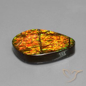 Ammolite Multicolore naturelle Fantaisie, 14.79 ct, Opaque