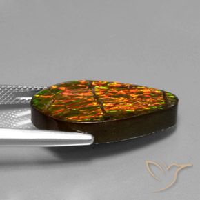 Ammolite Multicolore naturelle Fantaisie, 14.79 ct, Opaque