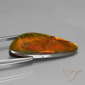Ammolite Multicolore naturelle Fantaisie, 18.60 ct, Opaque