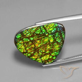 Ammolite Multicolore naturelle Trillion, 19.08 ct, Opaque