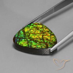 Ammolite Multicolore naturelle Trillion, 19.08 ct, Opaque