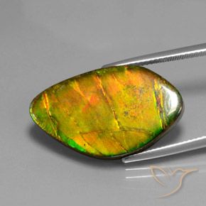Ammolite Multicolore naturelle Fantaisie, 15.41 ct, Opaque