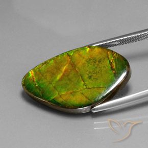 Ammolite Multicolore naturelle Fantaisie, 15.41 ct, Opaque