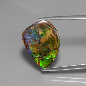 Ammolite Multicolore naturelle Forme fantaisie, 10.38 ct, Opaque
