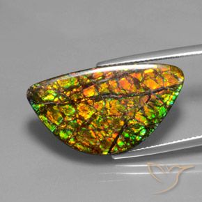 Ammolite Multicolore naturelle Fantaisie, 17.66 ct, Opaque