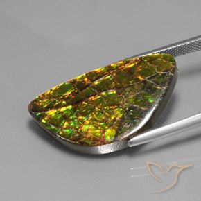 Ammolite Multicolore naturelle Fantaisie, 17.66 ct, Opaque